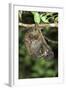 Malayan Colugo - Flying Lemur (Cynocephalus Variegatus) In Suspensory Resting Posture At Night-Nick Garbutt-Framed Photographic Print