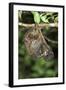 Malayan Colugo - Flying Lemur (Cynocephalus Variegatus) In Suspensory Resting Posture At Night-Nick Garbutt-Framed Photographic Print