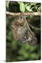 Malayan Colugo - Flying Lemur (Cynocephalus Variegatus) In Suspensory Resting Posture At Night-Nick Garbutt-Mounted Photographic Print