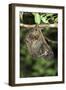 Malayan Colugo - Flying Lemur (Cynocephalus Variegatus) In Suspensory Resting Posture At Night-Nick Garbutt-Framed Photographic Print