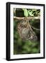 Malayan Colugo - Flying Lemur (Cynocephalus Variegatus) In Suspensory Resting Posture At Night-Nick Garbutt-Framed Photographic Print