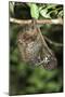 Malayan Colugo - Flying Lemur (Cynocephalus Variegatus) In Suspensory Resting Posture At Night-Nick Garbutt-Mounted Photographic Print