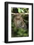 Malayan Colugo - Flying Lemur (Cynocephalus Variegatus) In Suspensory Resting Posture At Night-Nick Garbutt-Framed Photographic Print