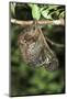 Malayan Colugo - Flying Lemur (Cynocephalus Variegatus) In Suspensory Resting Posture At Night-Nick Garbutt-Mounted Photographic Print