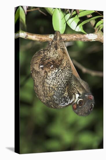Malayan Colugo - Flying Lemur (Cynocephalus Variegatus) In Suspensory Resting Posture At Night-Nick Garbutt-Stretched Canvas