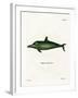 Malayan Dolphin-null-Framed Giclee Print