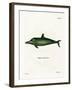 Malayan Dolphin-null-Framed Giclee Print