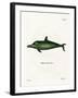 Malayan Dolphin-null-Framed Giclee Print