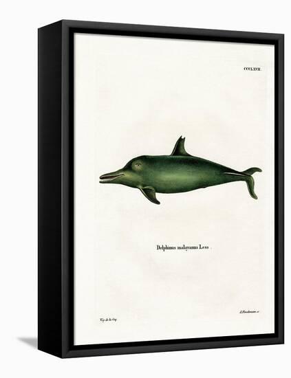 Malayan Dolphin-null-Framed Stretched Canvas
