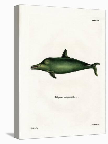 Malayan Dolphin-null-Stretched Canvas