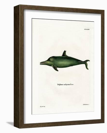 Malayan Dolphin-null-Framed Giclee Print