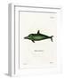 Malayan Dolphin-null-Framed Giclee Print