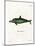 Malayan Dolphin-null-Mounted Giclee Print