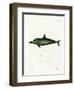 Malayan Dolphin-null-Framed Premium Giclee Print