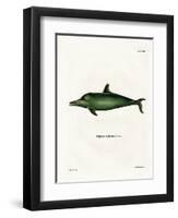 Malayan Dolphin-null-Framed Premium Giclee Print
