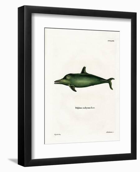 Malayan Dolphin-null-Framed Premium Giclee Print