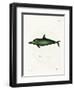 Malayan Dolphin-null-Framed Premium Giclee Print