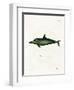 Malayan Dolphin-null-Framed Premium Giclee Print