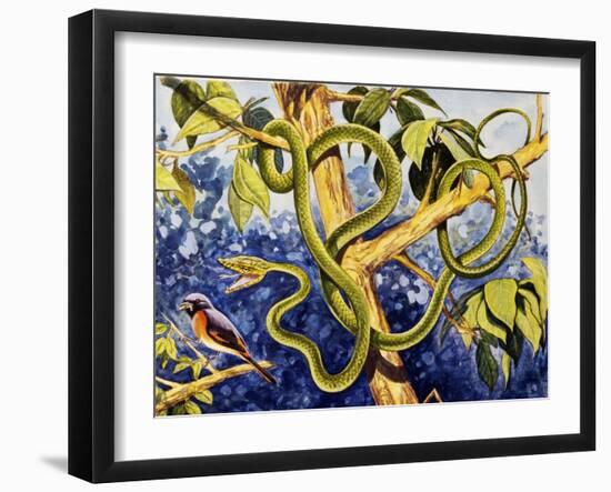 Malayan Green Whipsnake (Ahaetulla Mycterizans), Colubridae-null-Framed Giclee Print