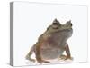 Malayan Leaf Frog-DLILLC-Stretched Canvas