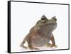 Malayan Leaf Frog-DLILLC-Framed Stretched Canvas