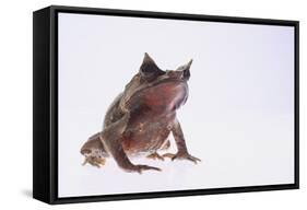 Malayan Leaf Frog-DLILLC-Framed Stretched Canvas