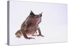 Malayan Leaf Frog-DLILLC-Stretched Canvas