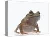 Malayan Leaf Frog-DLILLC-Stretched Canvas