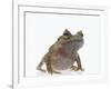 Malayan Leaf Frog-DLILLC-Framed Photographic Print