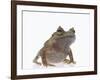 Malayan Leaf Frog-DLILLC-Framed Photographic Print