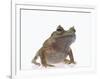 Malayan Leaf Frog-DLILLC-Framed Photographic Print