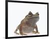 Malayan Leaf Frog-DLILLC-Framed Photographic Print