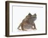 Malayan Leaf Frog-DLILLC-Framed Photographic Print