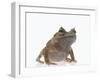 Malayan Leaf Frog-DLILLC-Framed Photographic Print