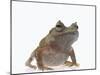 Malayan Leaf Frog-DLILLC-Mounted Photographic Print