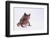 Malayan Leaf Frog-DLILLC-Framed Photographic Print