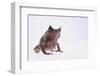 Malayan Leaf Frog-DLILLC-Framed Photographic Print