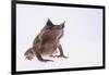 Malayan Leaf Frog-DLILLC-Framed Photographic Print