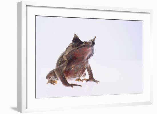 Malayan Leaf Frog-DLILLC-Framed Photographic Print