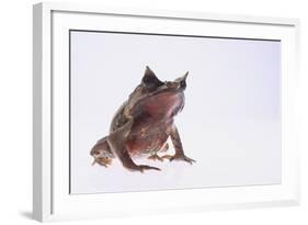 Malayan Leaf Frog-DLILLC-Framed Photographic Print