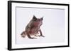 Malayan Leaf Frog-DLILLC-Framed Photographic Print