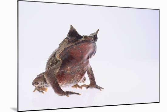 Malayan Leaf Frog-DLILLC-Mounted Photographic Print