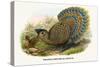 Malayan Peacock Pheasant-Birds Of Asia-John Gould-Stretched Canvas