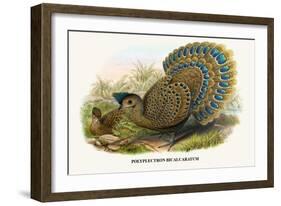 Malayan Peacock Pheasant-Birds Of Asia-John Gould-Framed Art Print