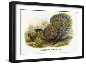 Malayan Peacock Pheasant-Birds Of Asia-John Gould-Framed Art Print