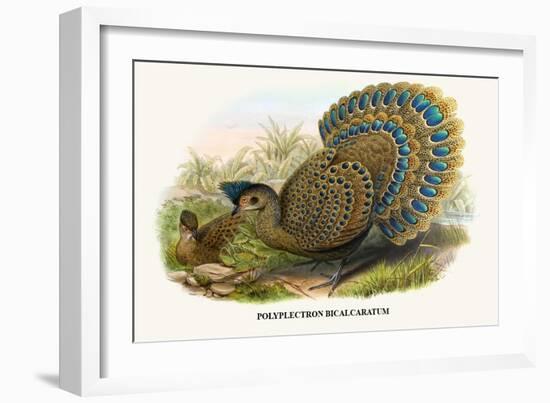 Malayan Peacock Pheasant-Birds Of Asia-John Gould-Framed Art Print