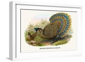 Malayan Peacock Pheasant-Birds Of Asia-John Gould-Framed Art Print