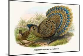 Malayan Peacock Pheasant-Birds Of Asia-John Gould-Mounted Art Print