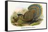 Malayan Peacock Pheasant-Birds Of Asia-John Gould-Framed Stretched Canvas