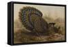 Malayan Peacock Pheasant (Polyplectron Bicalcaratum)-Henry Constantine Richter-Framed Stretched Canvas